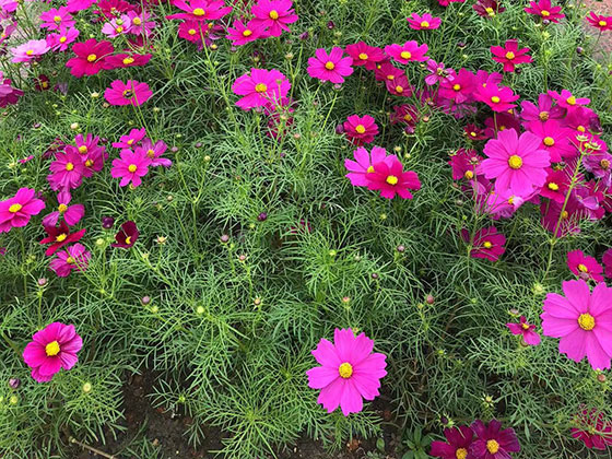 红河仿真植物|大树收购